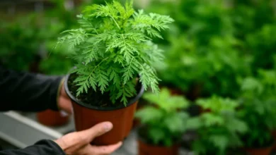 Le Togo mise sur les plantes médicinales contre le Covid-19