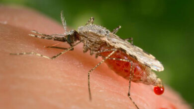 Photo de En plus du Covid-19, l’Algérie fait état d’une hausse des cas de paludisme