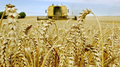 Photo de Gafsa : La récolte du blé dur en hausse