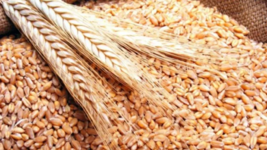 Photo de La récolte céréalière s’annonce bonne, assure le ministère de l’Agriculture