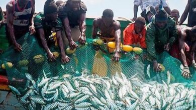 Photo de Sénégal : Greenpeace pour plus de transparence dans le secteur de la pêche