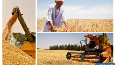 Photo de Algérie -Agriculture: nouvelle stratégie pour la production céréalière