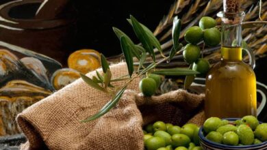 Photo de Maroc : les exportations d’huile d’olive ont augmenté de 47 % à fin août