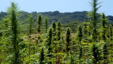 Photo de Maroc : plaidoyer pour une légalisation du cannabis thérapeutique