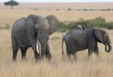 Photo de Une sécheresse inédite décime les éléphants du Kenya