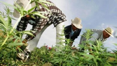 Photo de Cannabis : des entreprises étrangères attendent leur autorisation au Maroc
