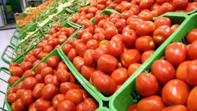 Photo de Tomates : le Maroc, troisième fournisseur de l’UE, talonne l’Espagne