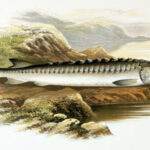 poisson-fossile-decouvert-maroc