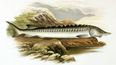 Photo de Découverte au Maroc d’un fossile d’esturgeon vieux de 66 millions d’années