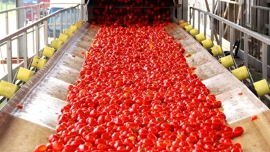 Pollution des usines de tomates : traitement au cas par cas annoncé