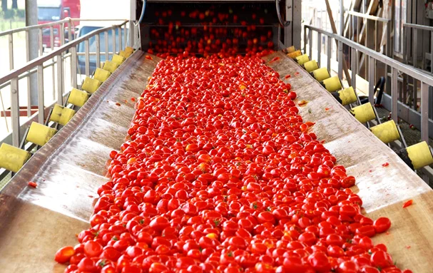 Pollution des usines de tomates : traitement au cas par cas annoncé