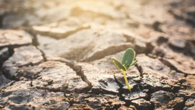 Aléas climatiques 611 milliards dollars de pertes agricoles en Afrique entre 1991 et 2023