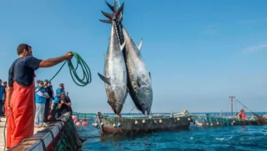 L’Union européenne veut renouer avec le Maroc vers un nouvel accord de pêche stratégique 🐟🇪🇺🇲🇦