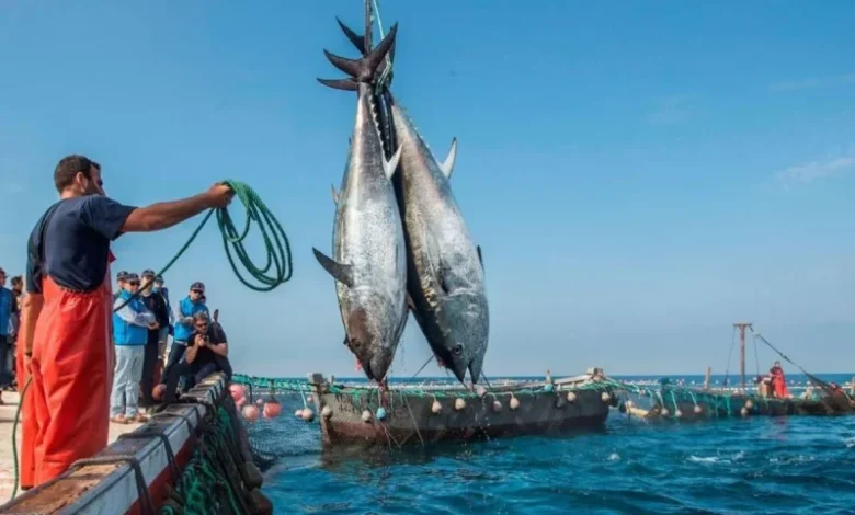 L’Union européenne veut renouer avec le Maroc vers un nouvel accord de pêche stratégique 🐟🇪🇺🇲🇦