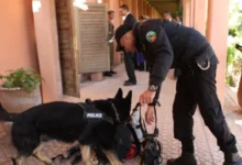 Casablanca : fin de cavale pour un Français recherché par Interpol pour escroquerie et blanchiment